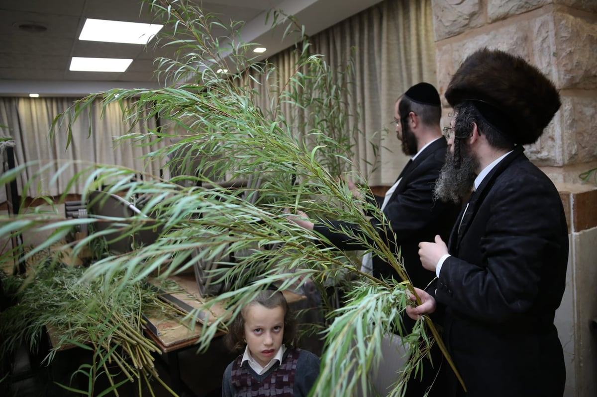 עם קיטל: הירושלמים קנו מורביות להושענות