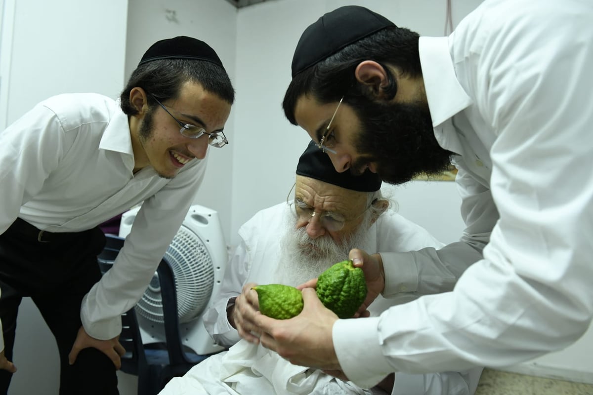 לימוד במיטה: הגאון רבי מאיר גריינמן בהושענא רבא