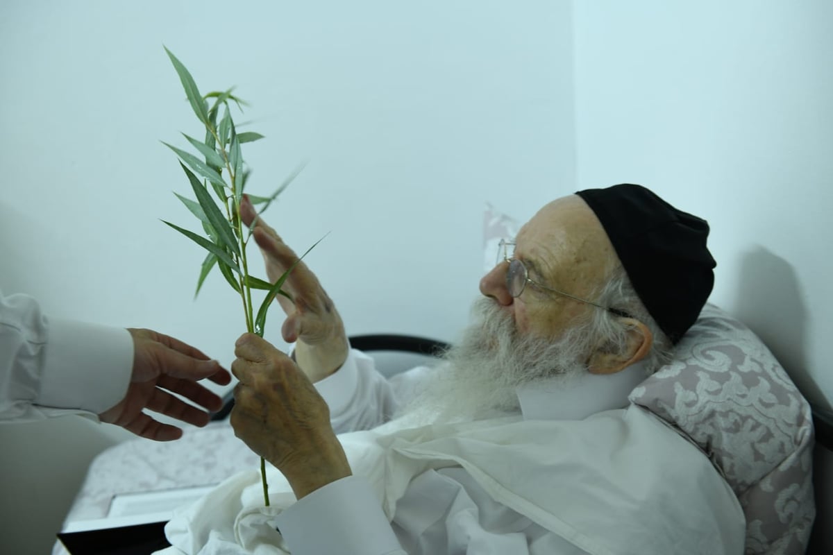 לימוד במיטה: הגאון רבי מאיר גריינמן בהושענא רבא