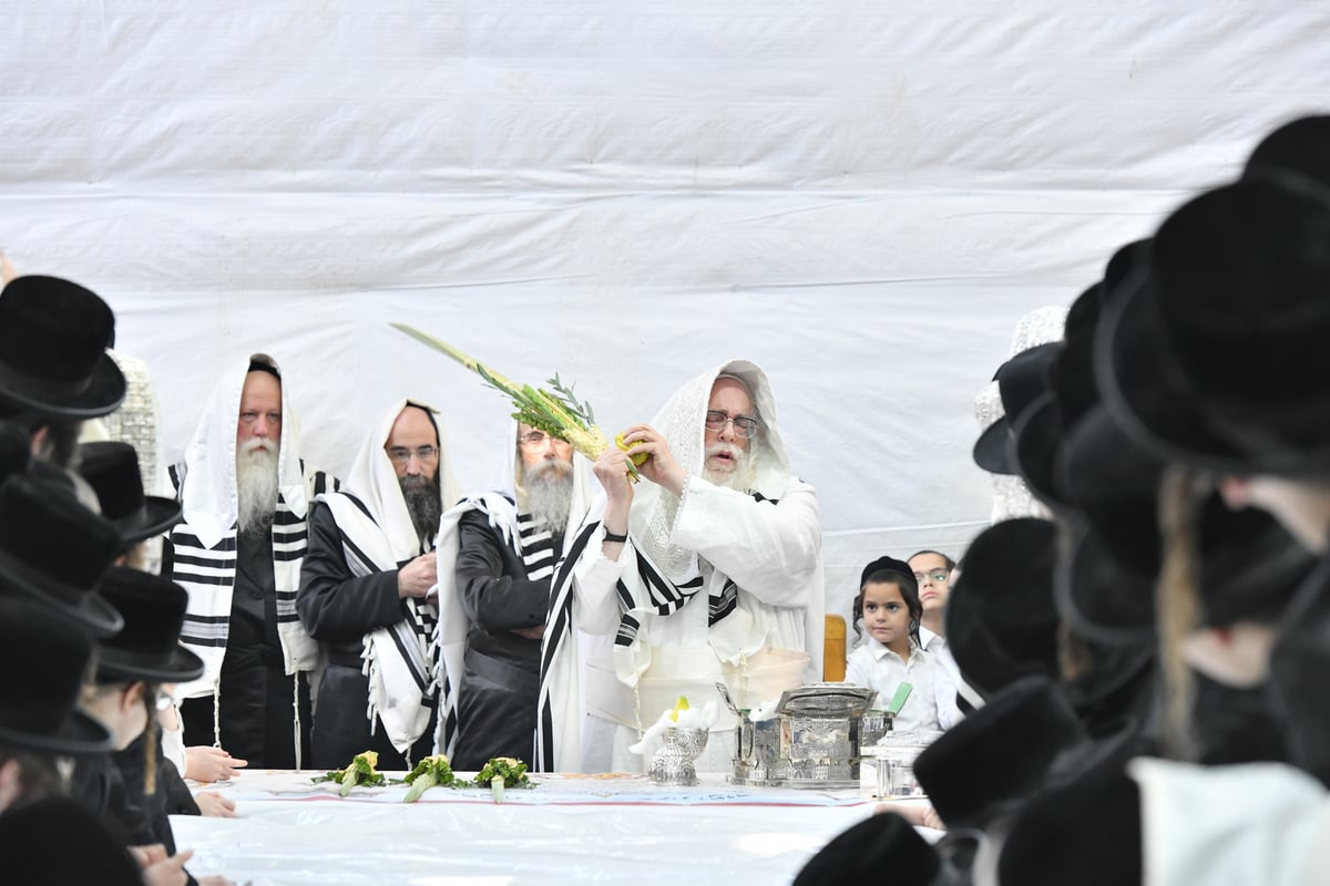 'הושענא רבה' וההקפות שניות בחסידות צאנז