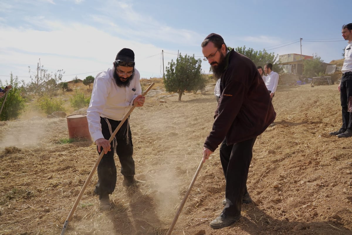 עם התפילין לראשם: האברכים יצאו לזרוע חיטים