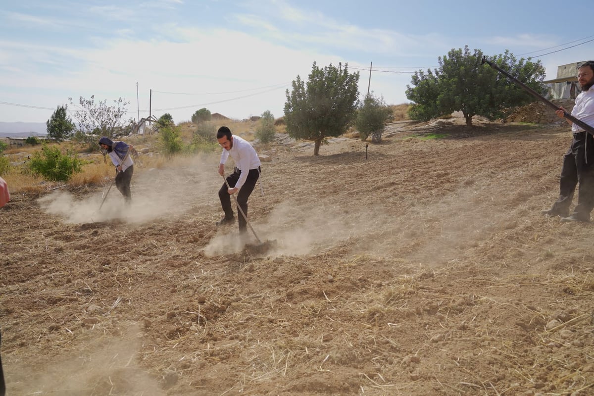 עם התפילין לראשם: האברכים יצאו לזרוע חיטים