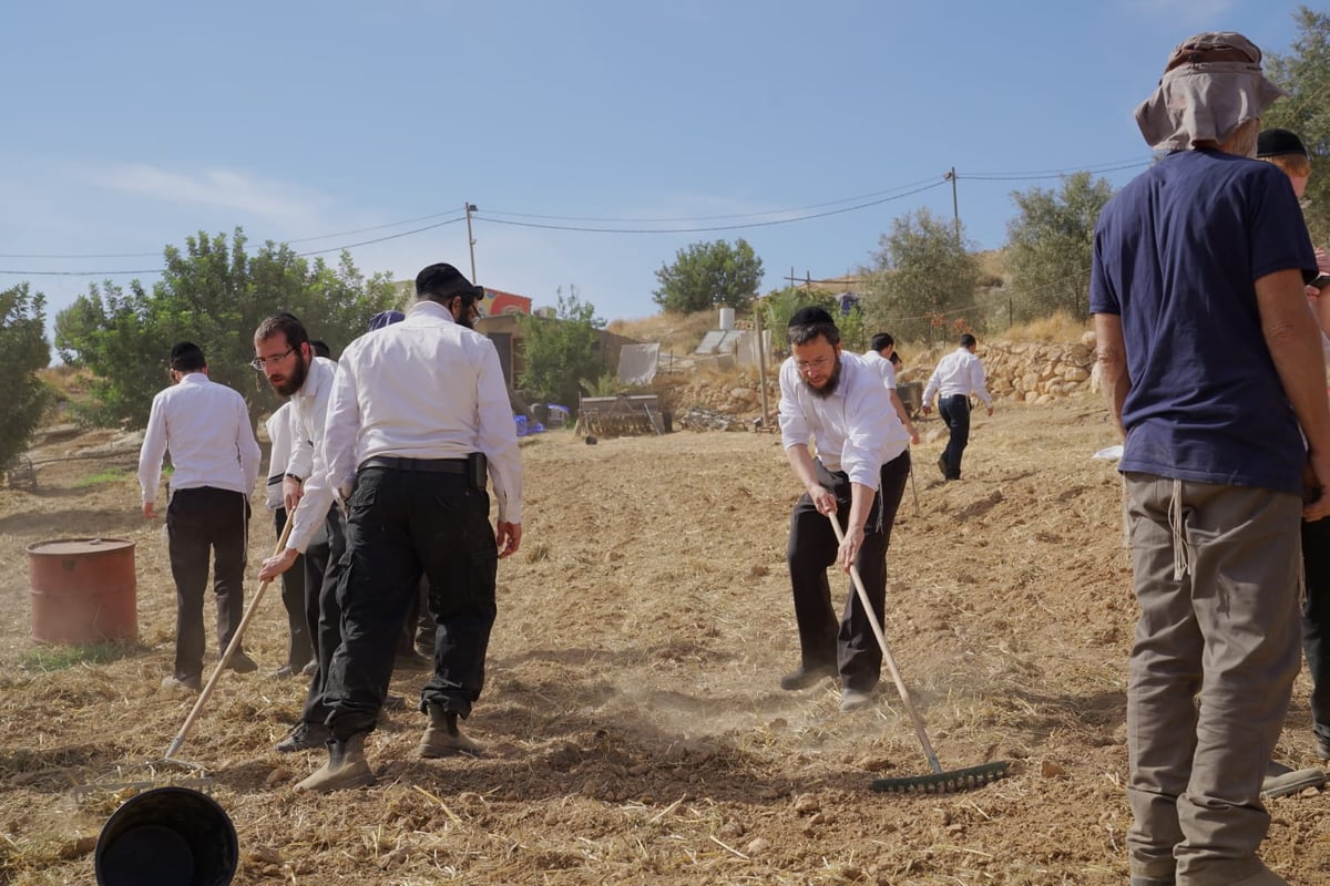 עם התפילין לראשם: האברכים יצאו לזרוע חיטים