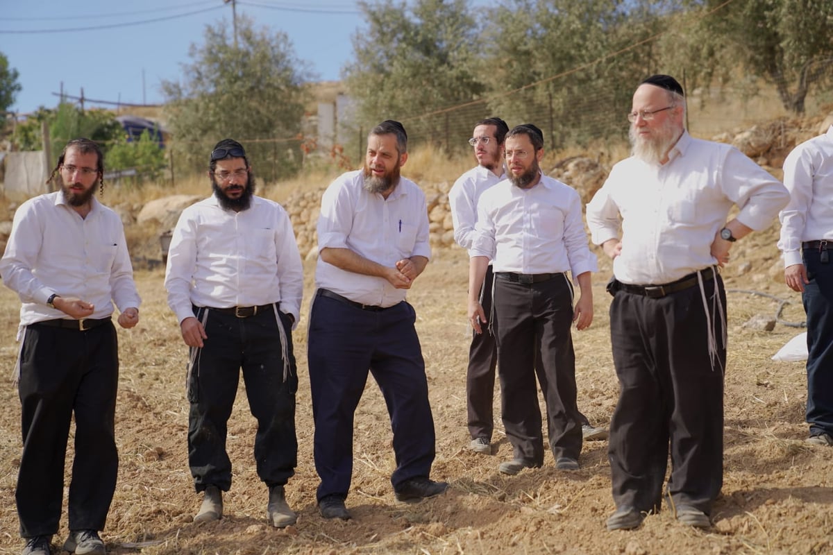 עם התפילין לראשם: האברכים יצאו לזרוע חיטים