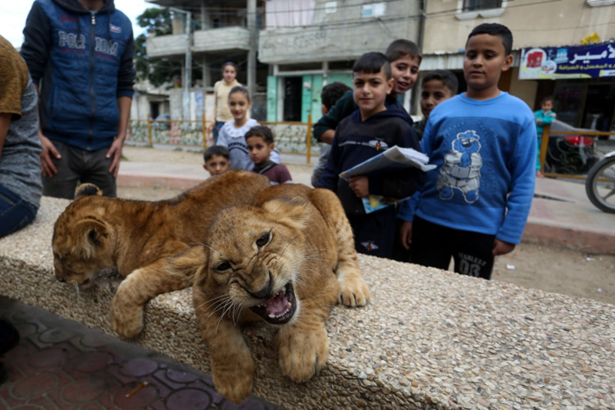 תיעוד: ילדי עזה השתעשעו עם גורי האריות