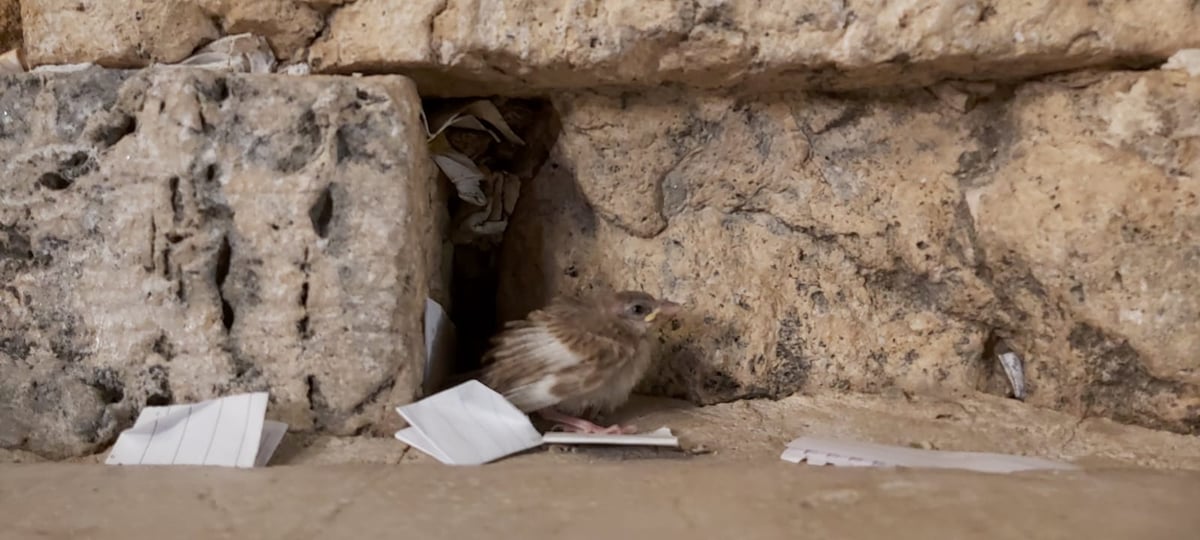 צפו: הגוזל הקטן יצא מתוך הקן שבתוך הכותל