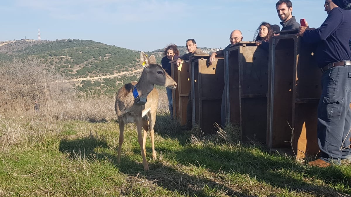 שמונה יחמורים שוחררו לטבע בגליל העליון