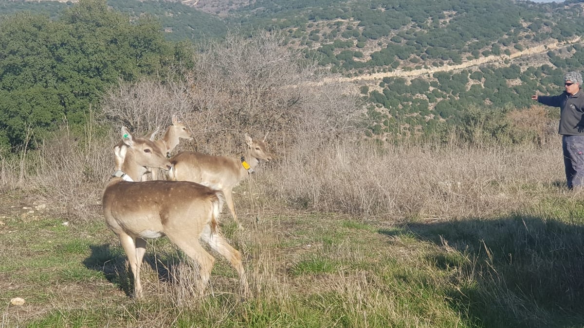 שמונה יחמורים שוחררו לטבע בגליל העליון