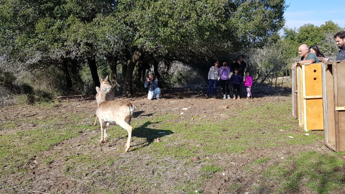 שמונה יחמורים שוחררו לטבע בגליל העליון