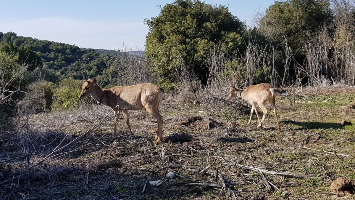 שמונה יחמורים שוחררו לטבע בגליל העליון