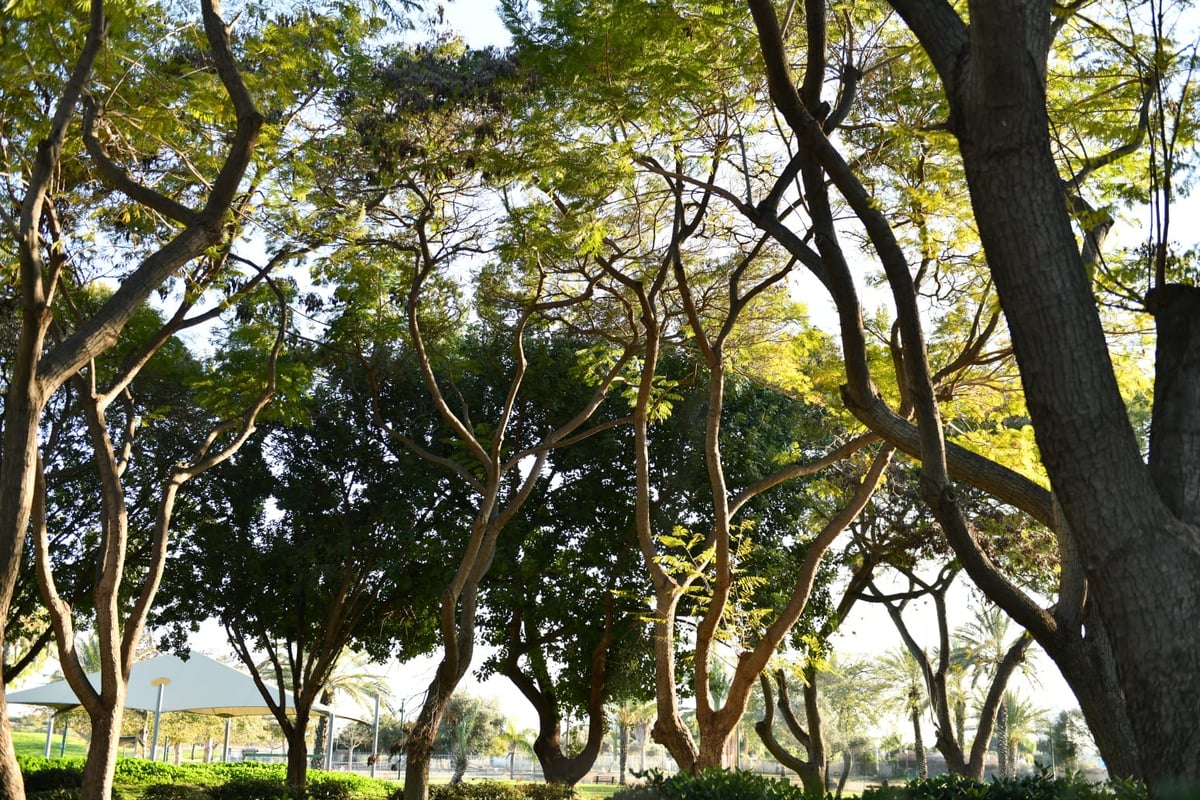 גלריית חורף מפארק מנחם בגין בתל אביב