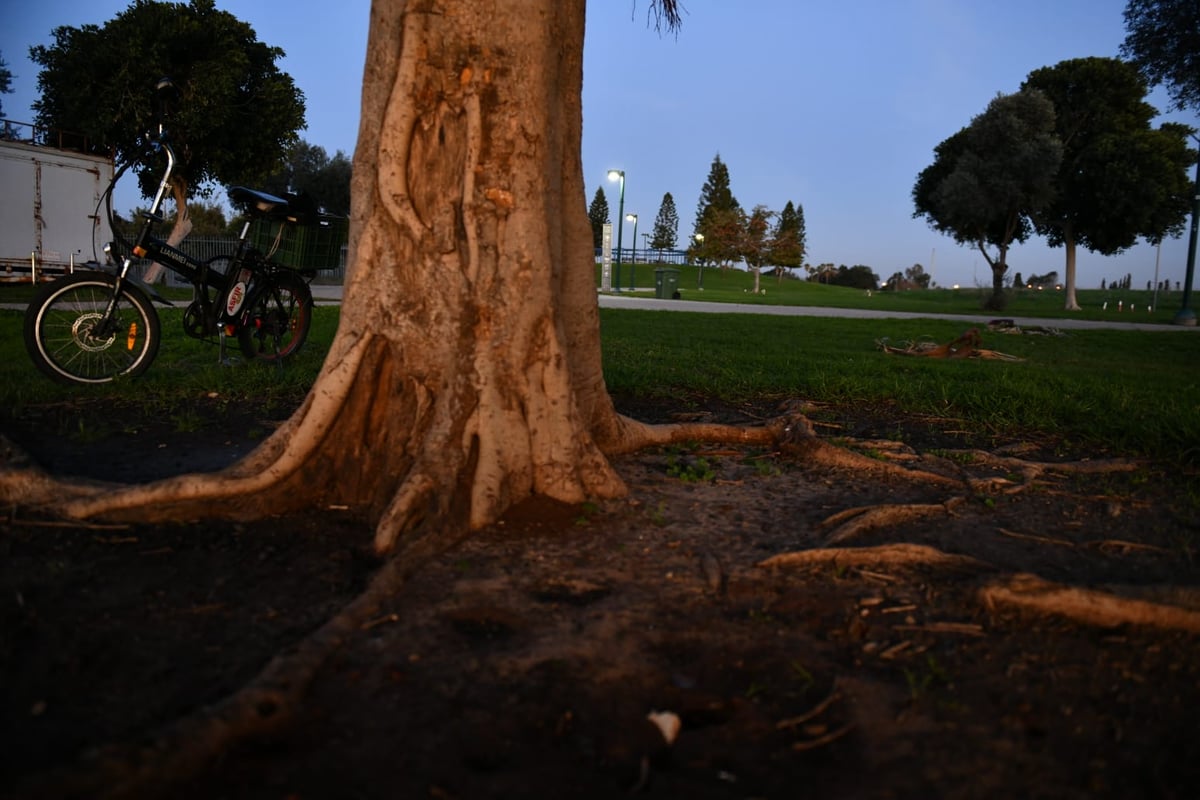 גלריית חורף מפארק מנחם בגין בתל אביב