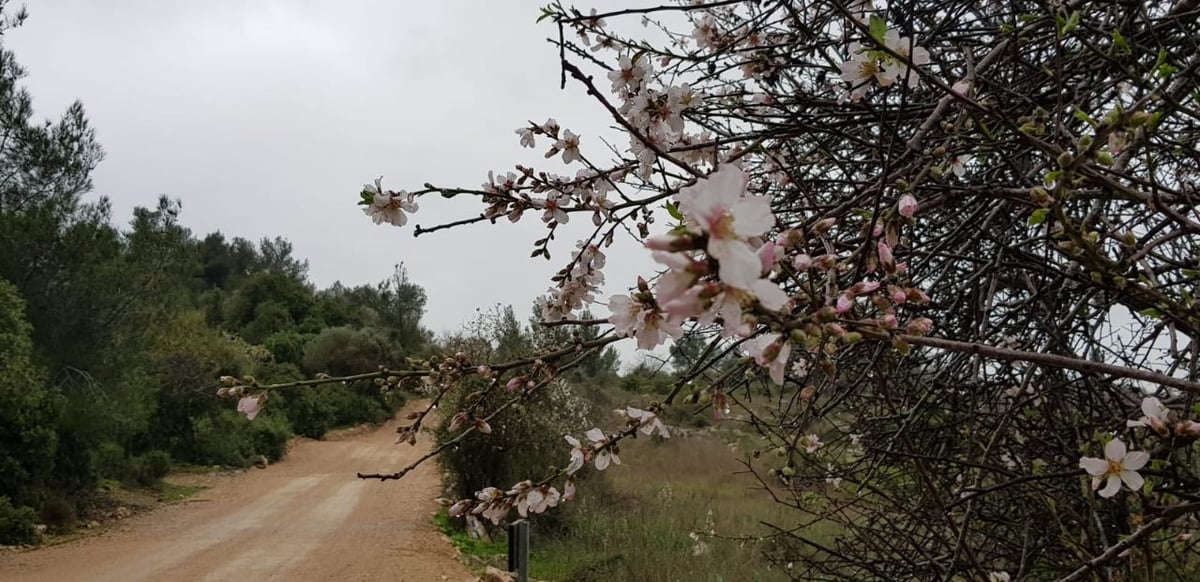 ערב ט"ו בשבט: תיעוד השקדיה הפורחת