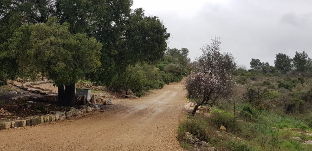 ערב ט"ו בשבט: תיעוד השקדיה הפורחת