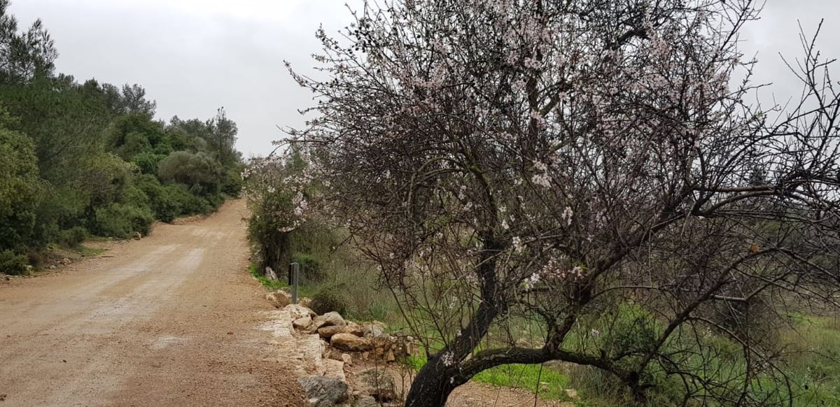 ערב ט"ו בשבט: תיעוד השקדיה הפורחת