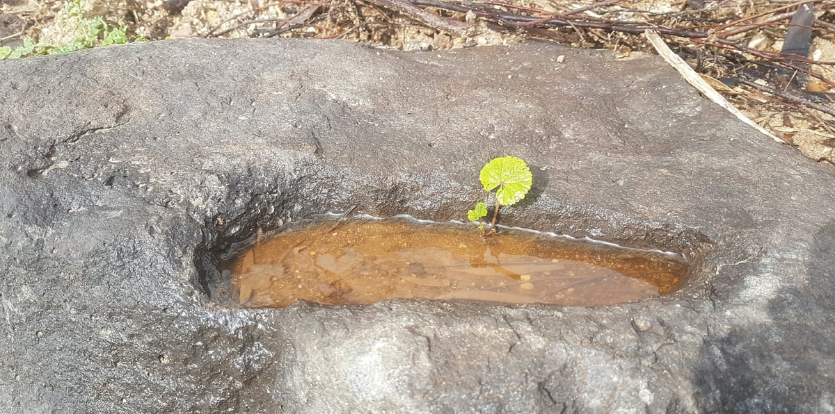 פטריות אחר הגשם: גלריית חורף מרהיבה