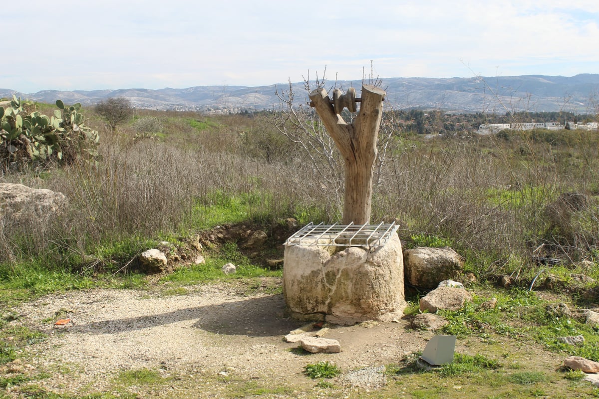 לכבוד ט"ו בשבט: טיול ב"גבעת התיתורה"