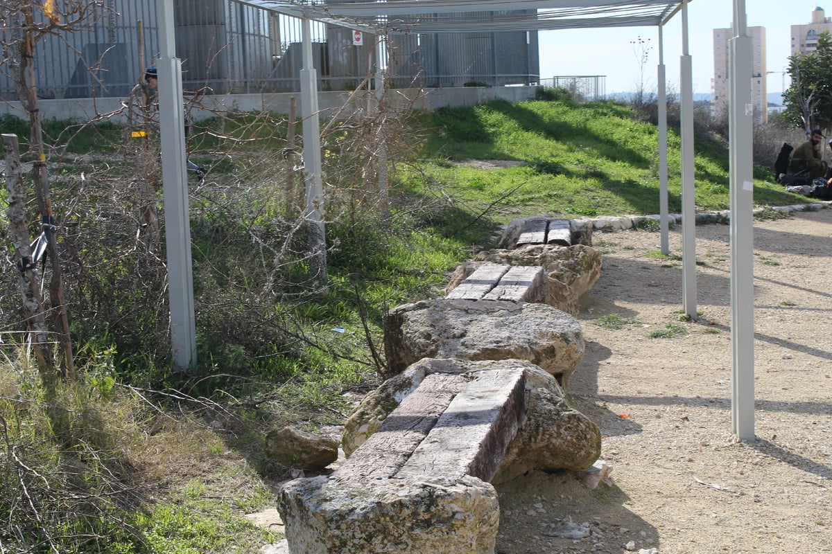 לכבוד ט"ו בשבט: טיול ב"גבעת התיתורה"