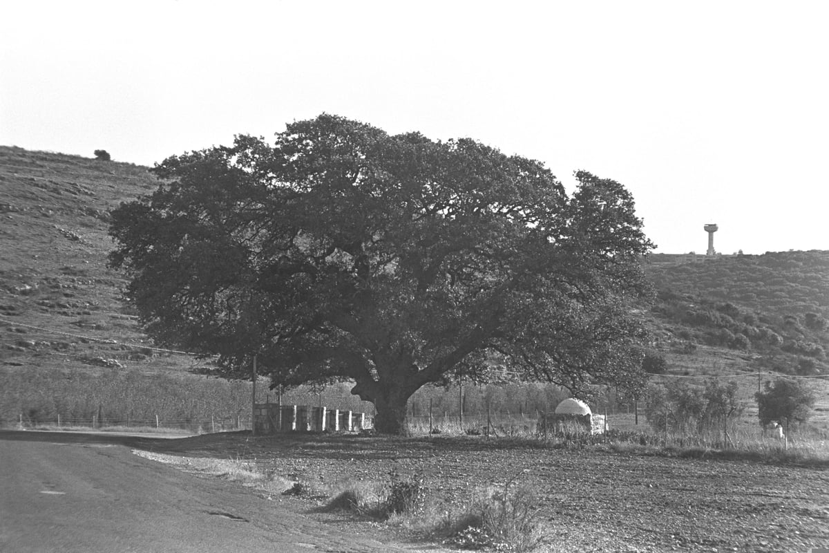 מירון, 1976