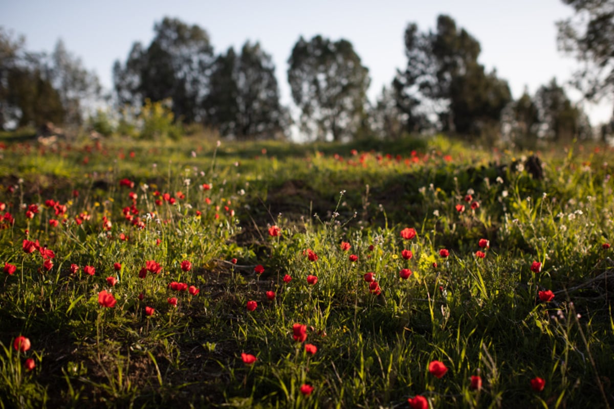 סיור צבעוני לשמורת הפרחים המרהיבה • צפו