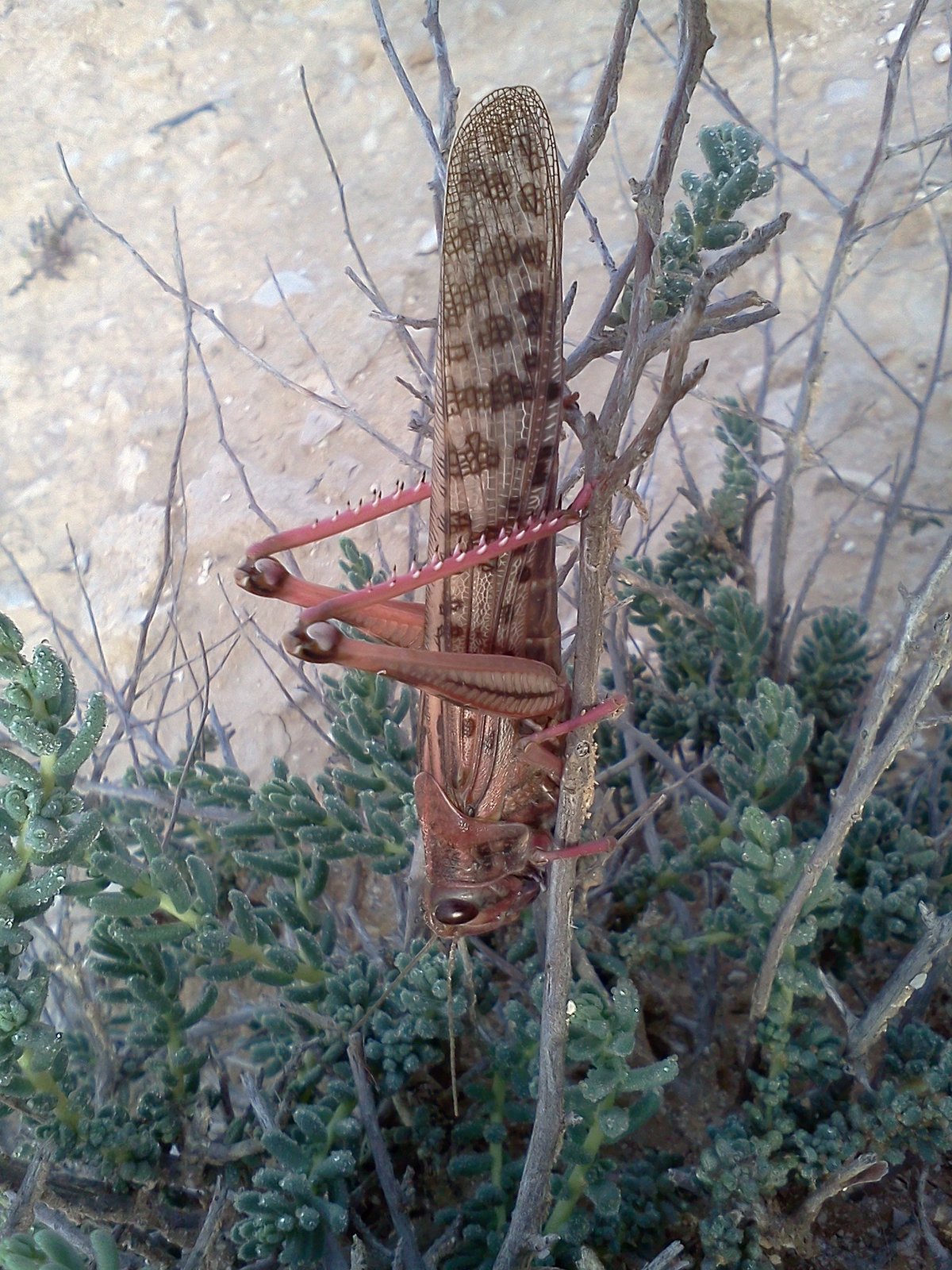 חשש מהגעת הארבה גם למדינת ישראל