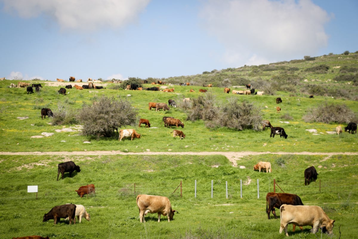 סיור מרהיב לשמורת פרחי הבר  בדרום • צפו