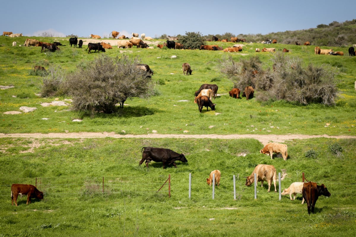 סיור מרהיב לשמורת פרחי הבר  בדרום • צפו