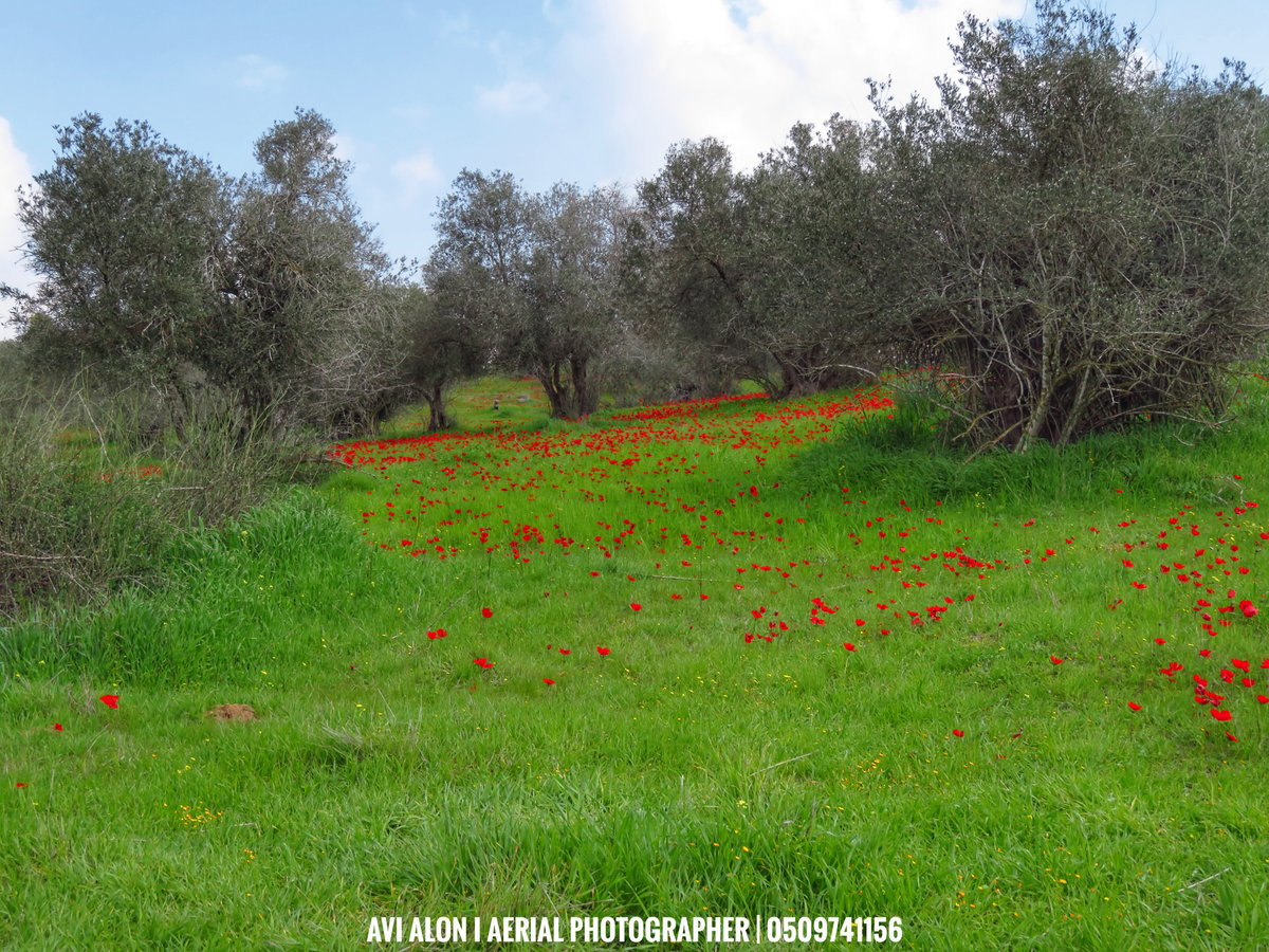 מרהיב: צילום רחפן של שמורת בתרונות רוחמה