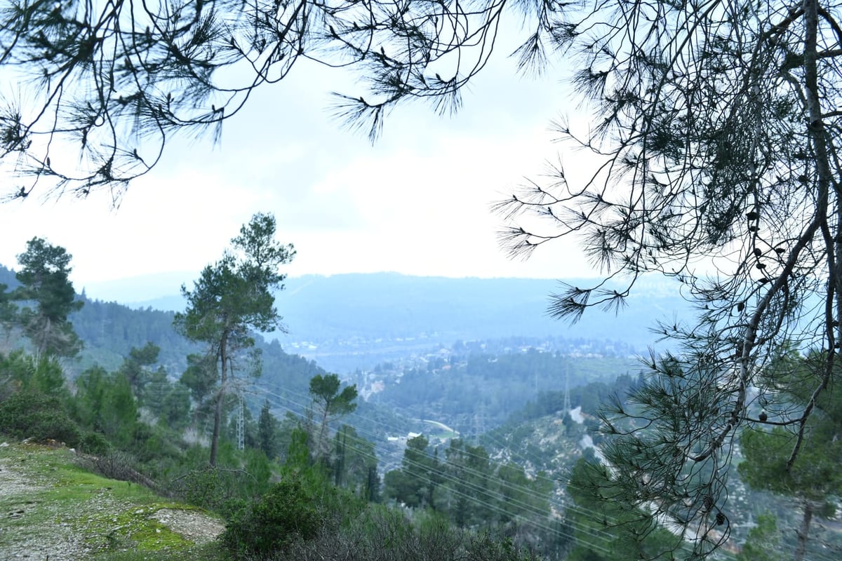 גלריית סוף חורף מיער ירושלים הפורח • צפו