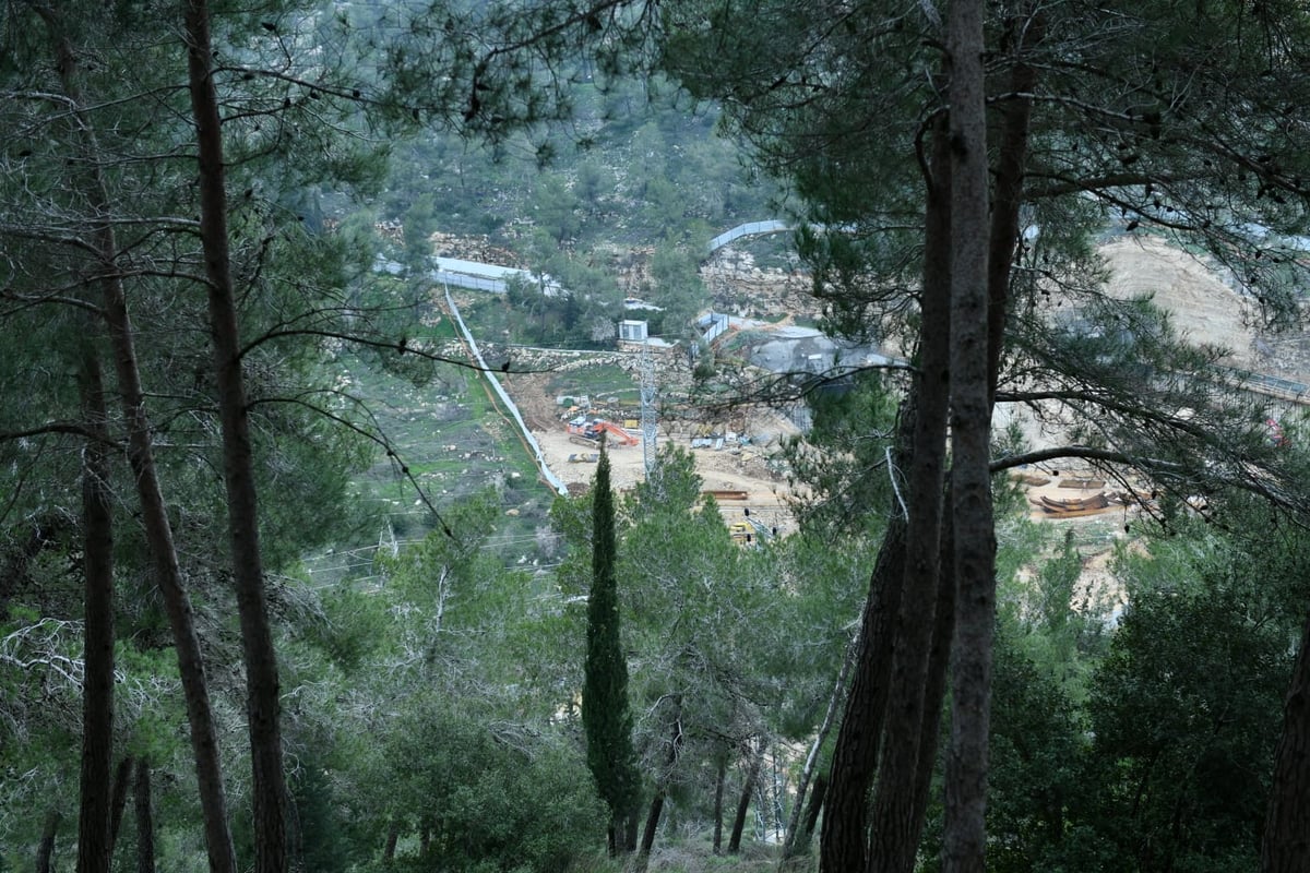 גלריית סוף חורף מיער ירושלים הפורח • צפו