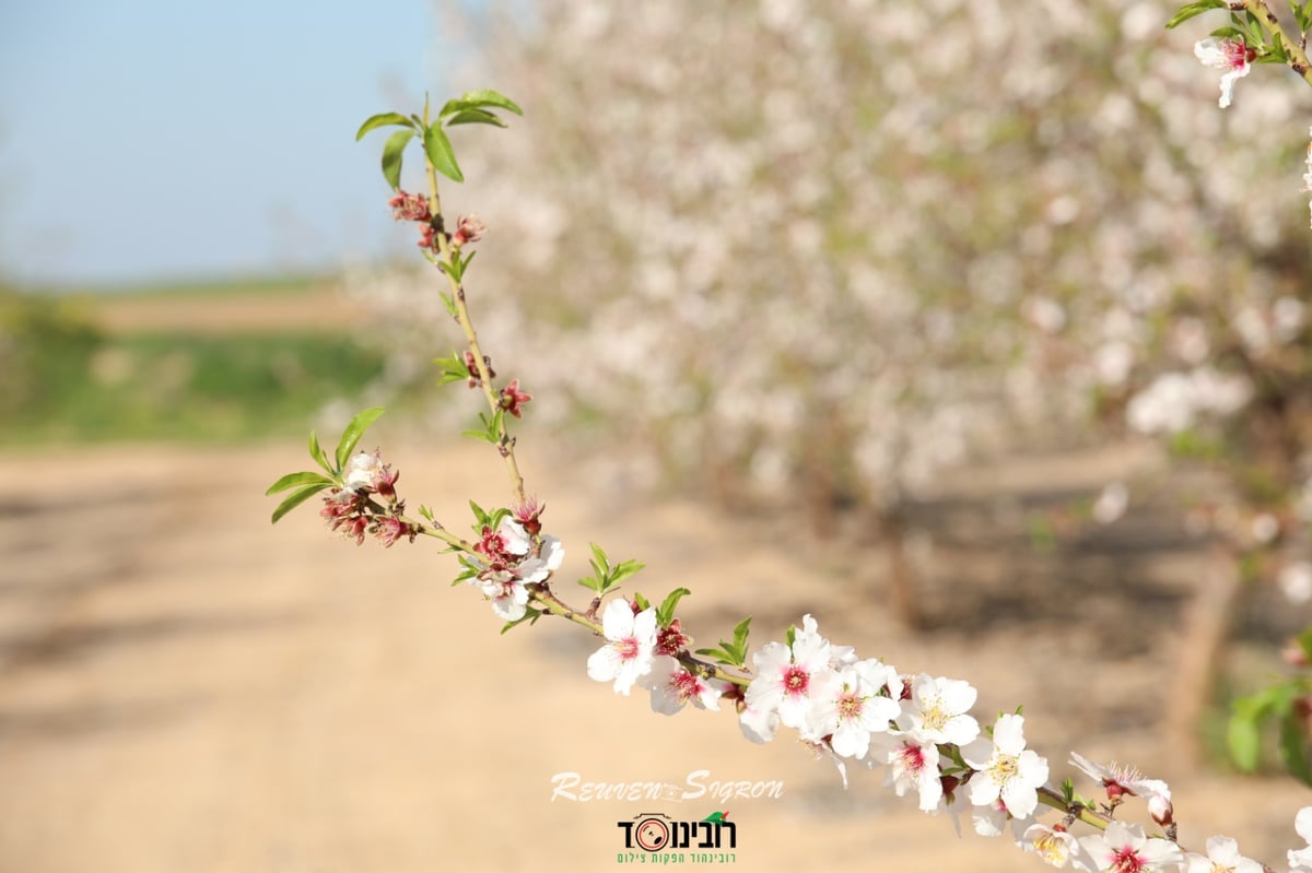 השקדיה פורחת: גלריית אביב מלאה בלבן