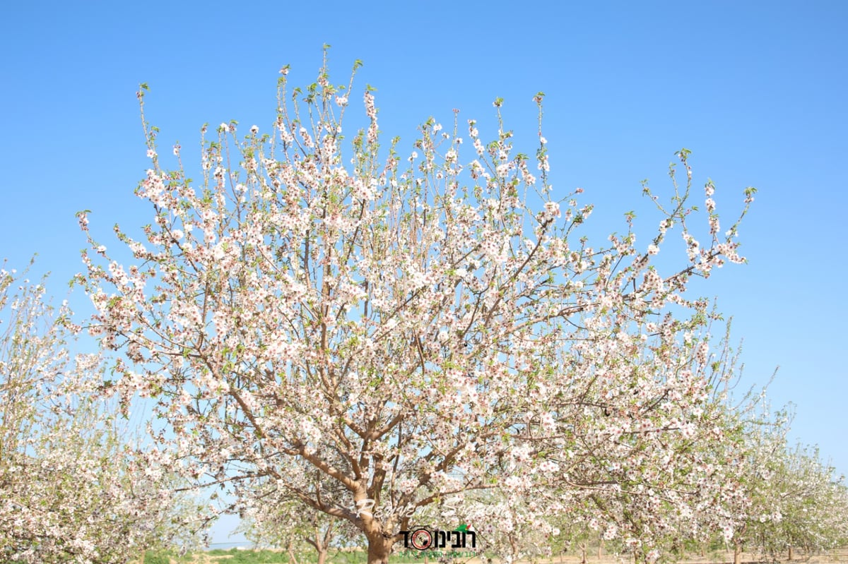 השקדיה פורחת: גלריית אביב מלאה בלבן