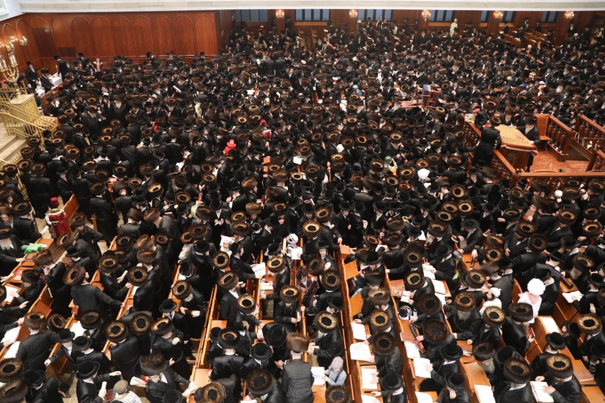 תיעוד: קריאת המגילה אצל האדמו"ר מבעלזא