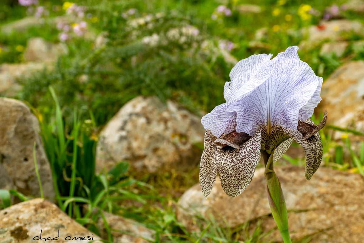 אירוס הגולן הראשון לעונה בצומת המפלים