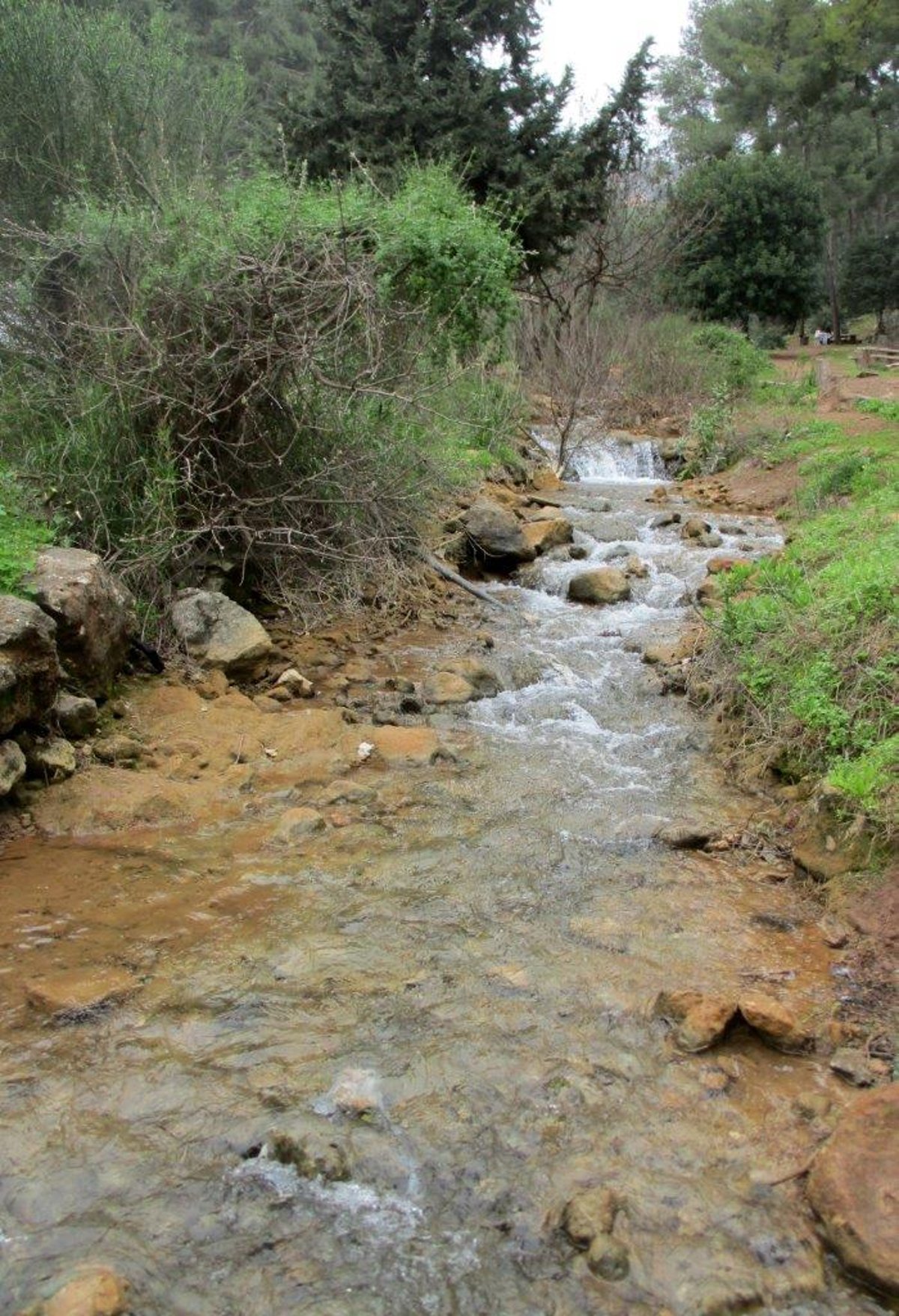 גלרייה אביבית: נחל פרוד שבגליל העליון