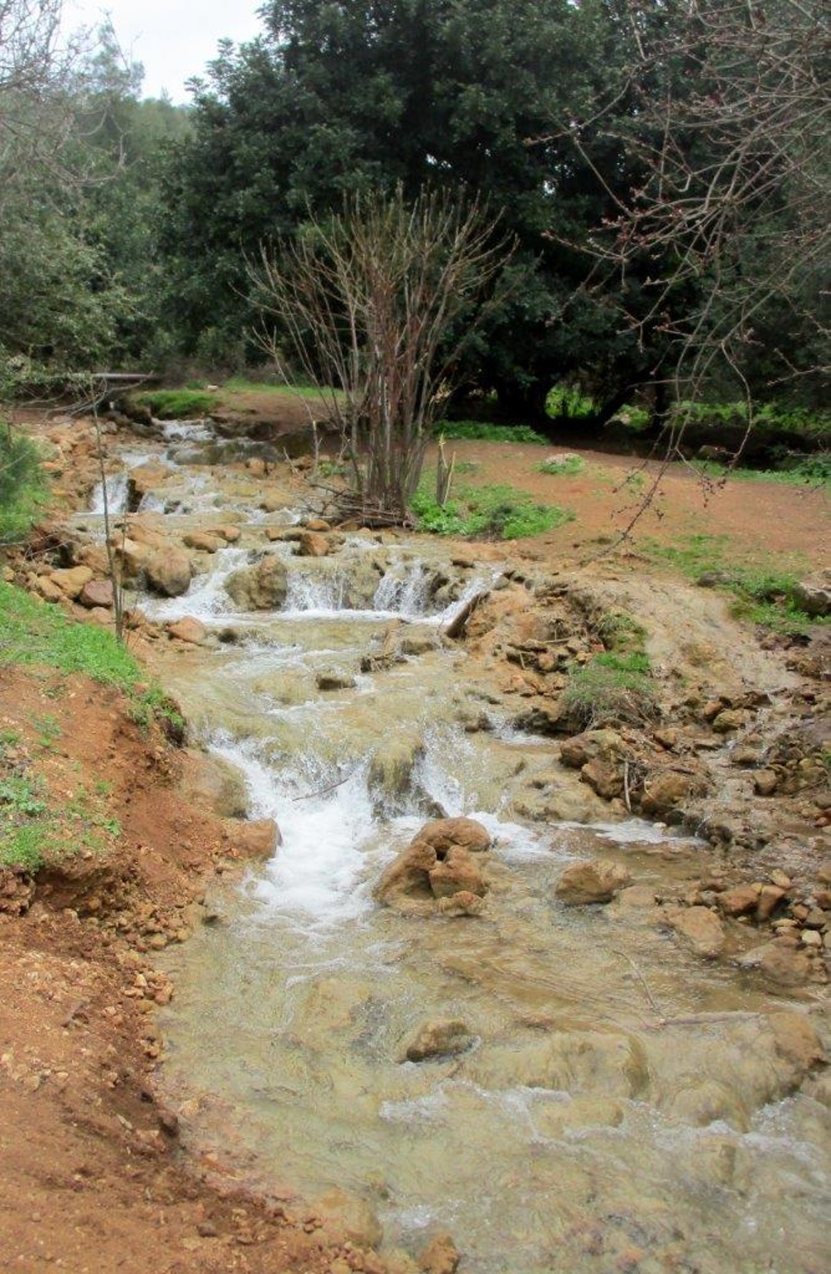 גלרייה אביבית: נחל פרוד שבגליל העליון