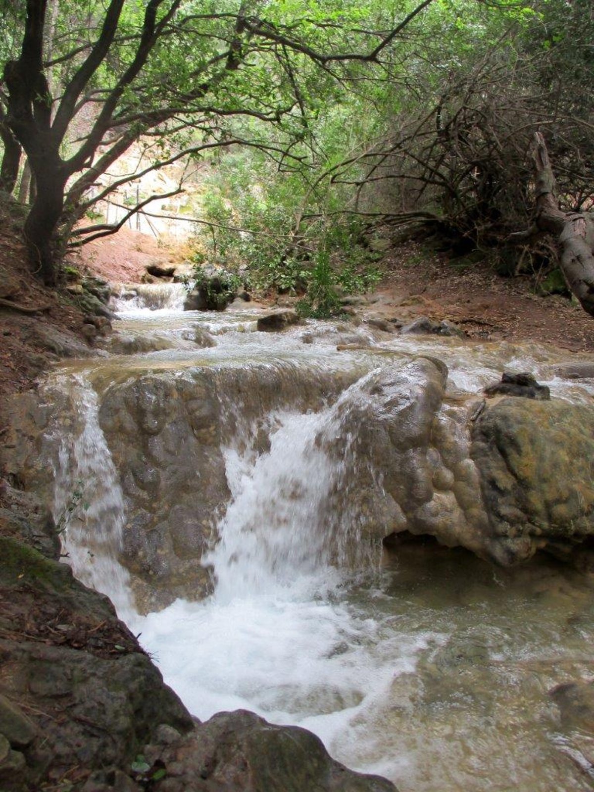 גלרייה אביבית: נחל פרוד שבגליל העליון