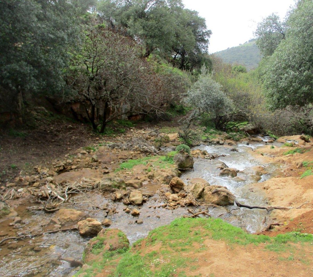 גלרייה אביבית: נחל פרוד שבגליל העליון