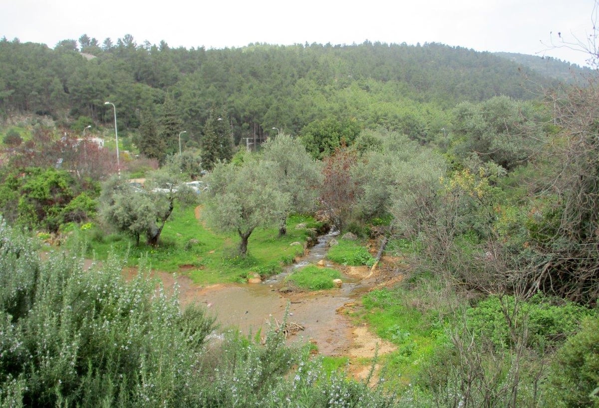 גלרייה אביבית: נחל פרוד שבגליל העליון