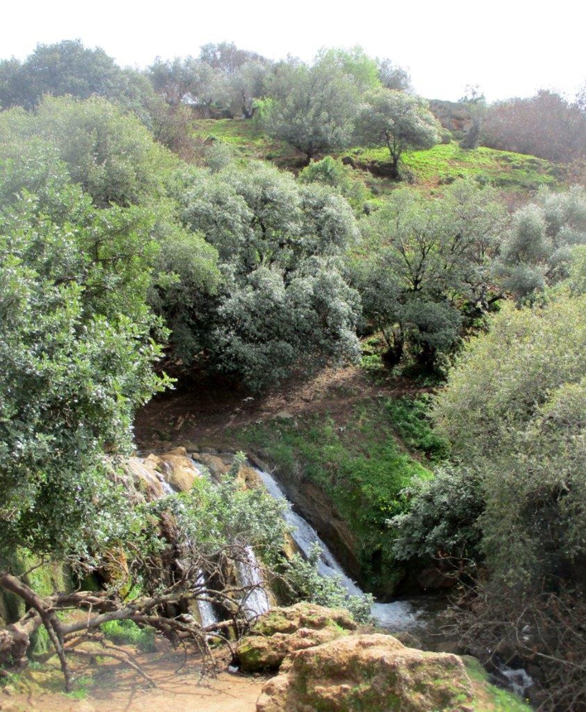 גלרייה אביבית: נחל פרוד שבגליל העליון