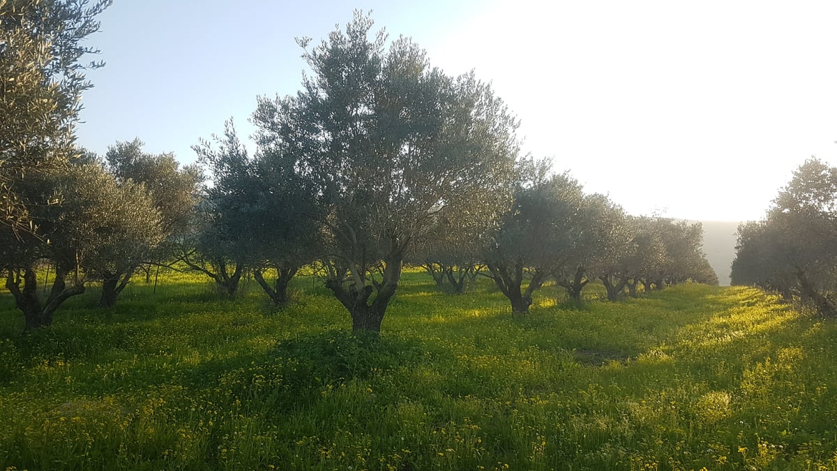 אביב הגיע פסח בא: גלריית אביב צבעונית