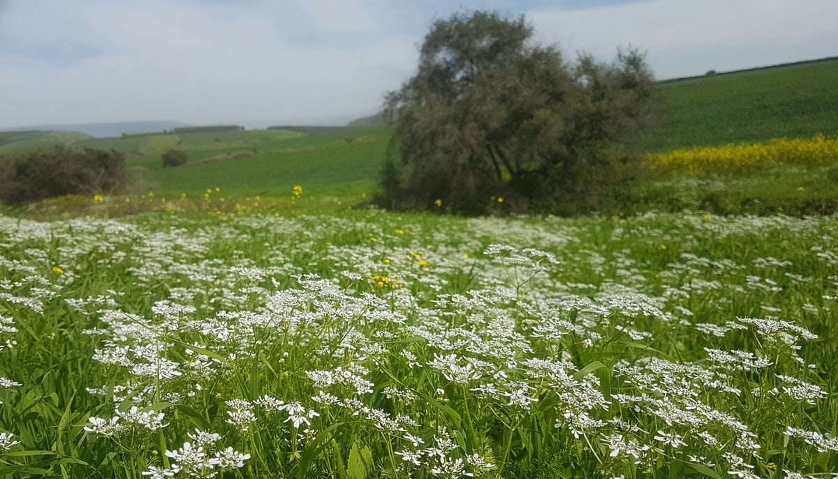 אביב הגיע פסח בא: גלריית אביב צבעונית