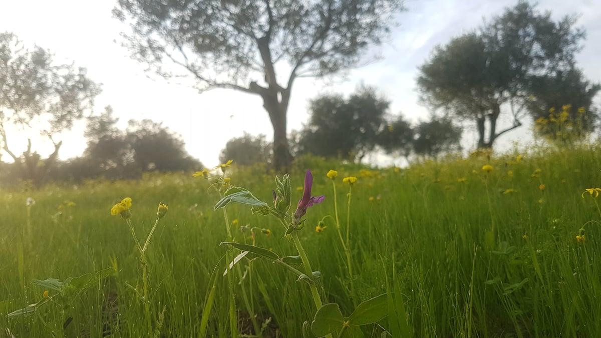 אביב הגיע פסח בא: גלריית אביב צבעונית