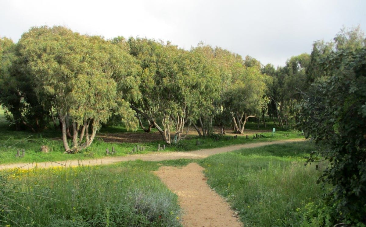 גלריה מרהיבה וצבעונית מחוף השרון • צפו