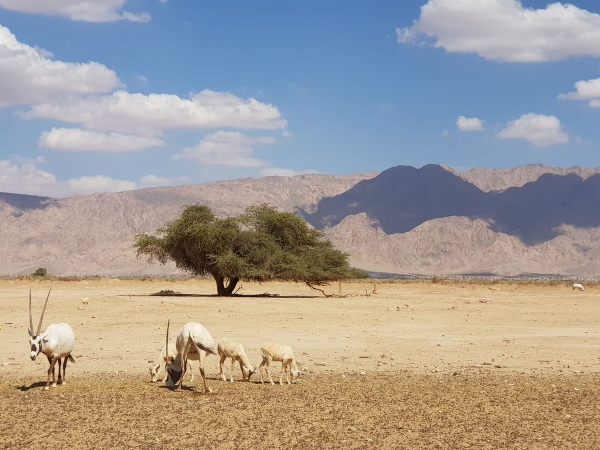 מרהיב: העגלים הקטנים של הראם הלבן