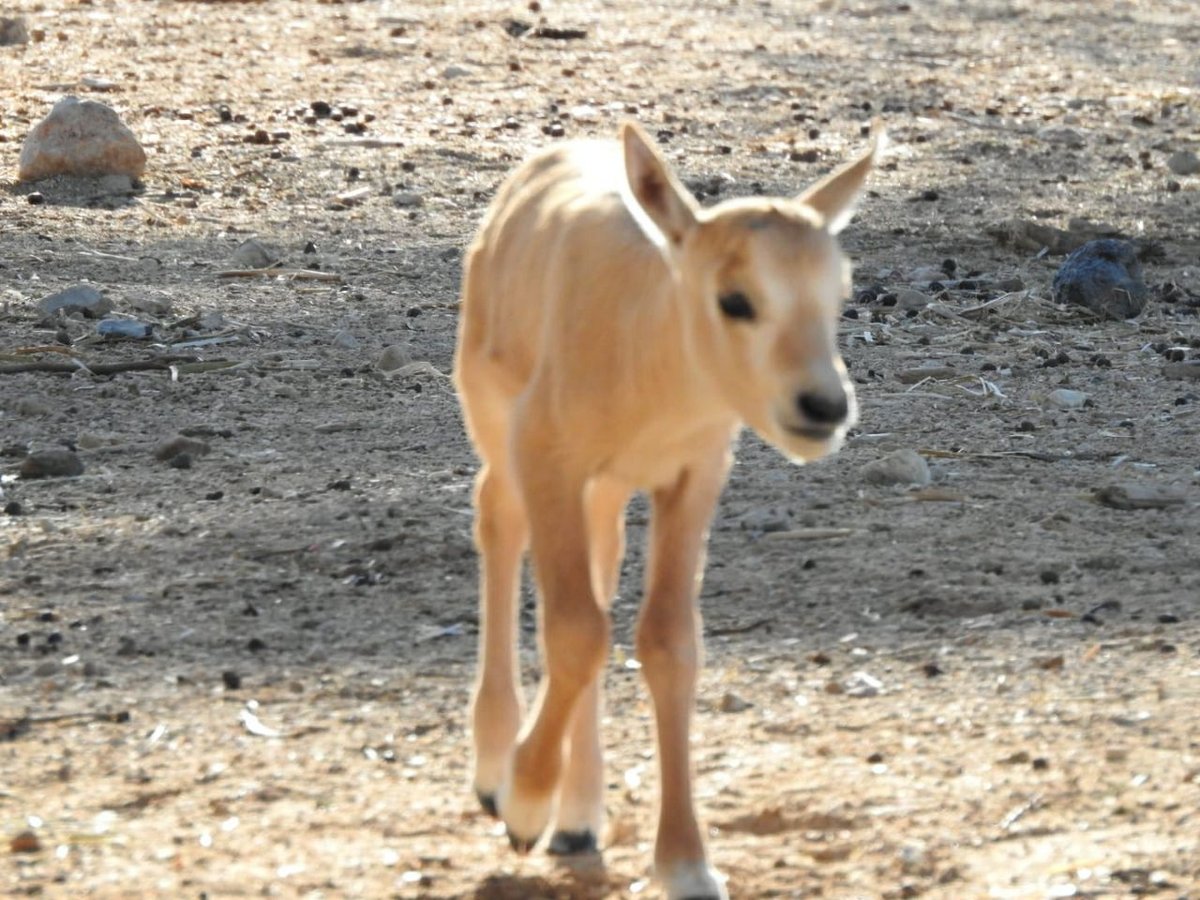 מרהיב: העגלים הקטנים של הראם הלבן