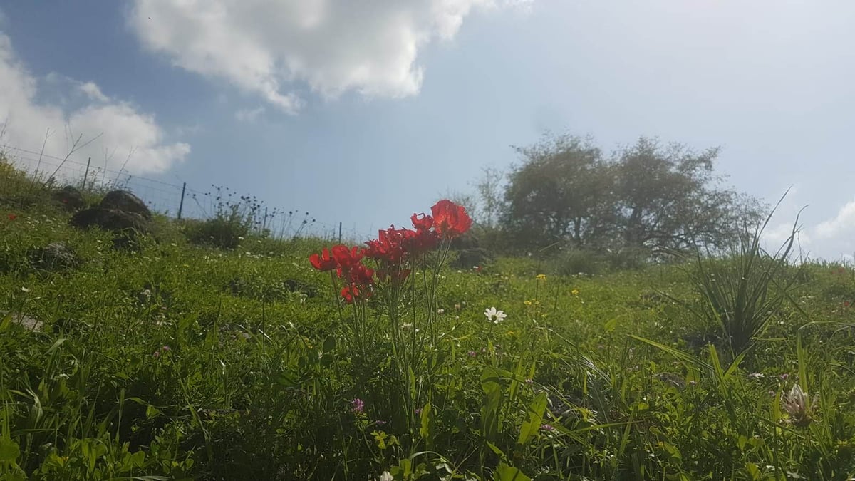 גלריה מרהיבה וצבעונית מהצפון האביבי