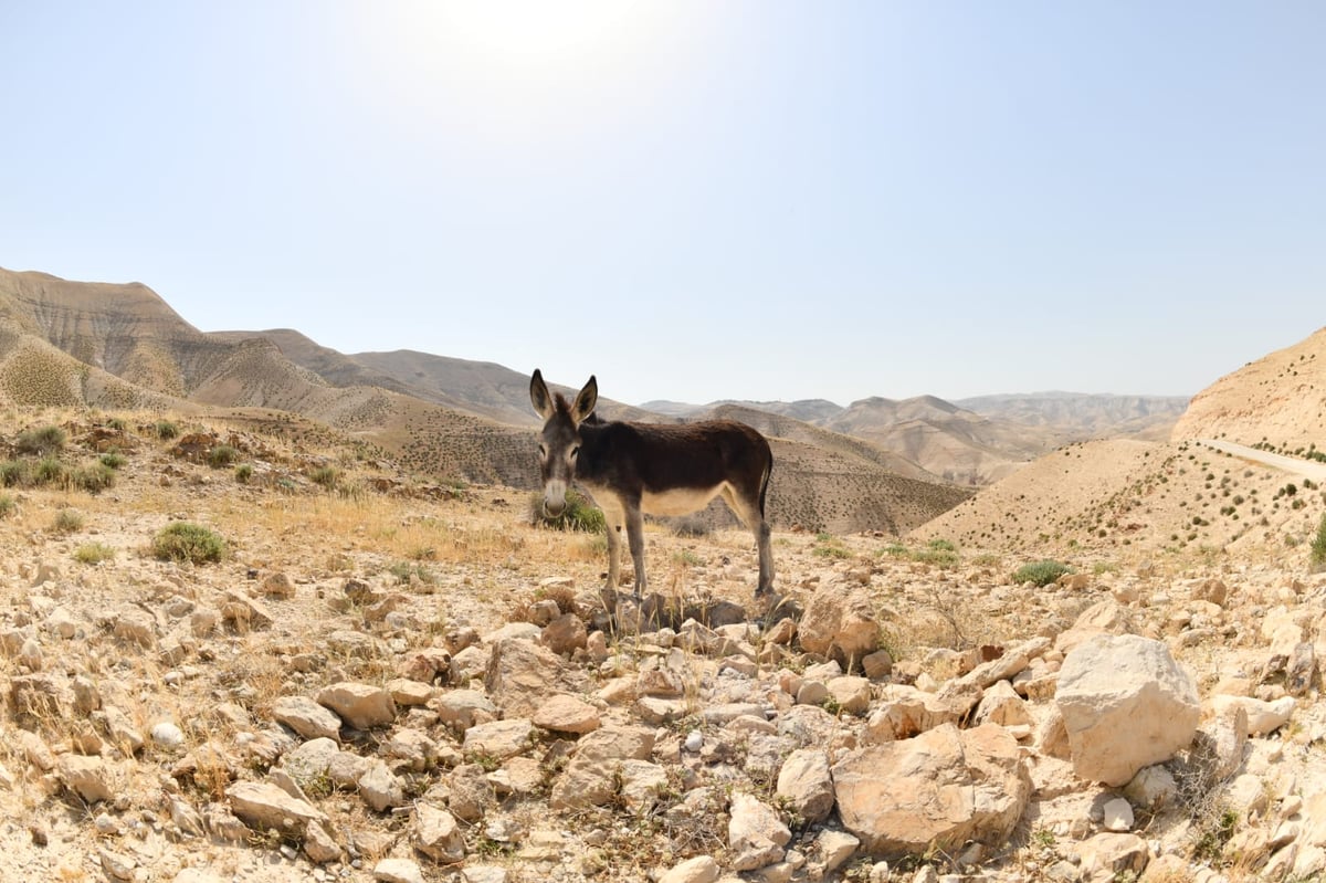 בבידוד ורוצים לטייל? צפו בתיעוד מ'עין קלט'