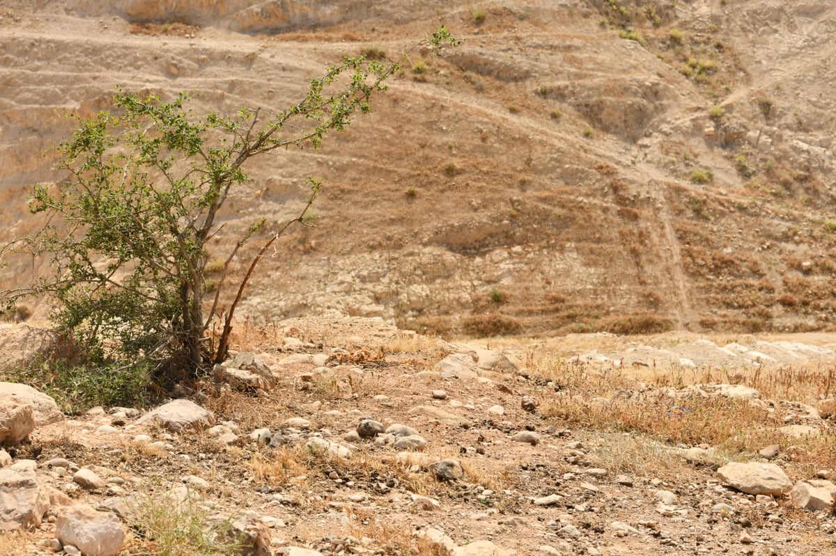 בבידוד ורוצים לטייל? צפו בתיעוד מ'עין קלט'