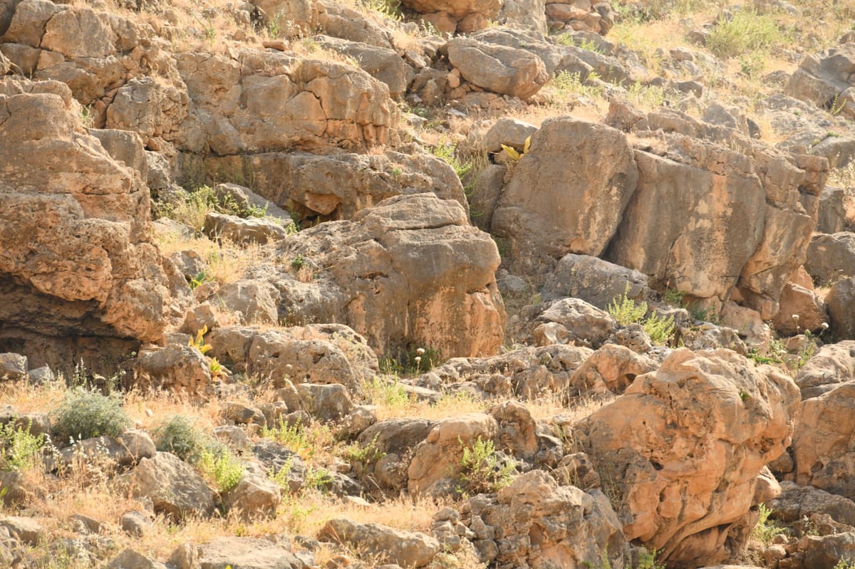 בבידוד ורוצים לטייל? צפו בתיעוד מ'עין קלט'